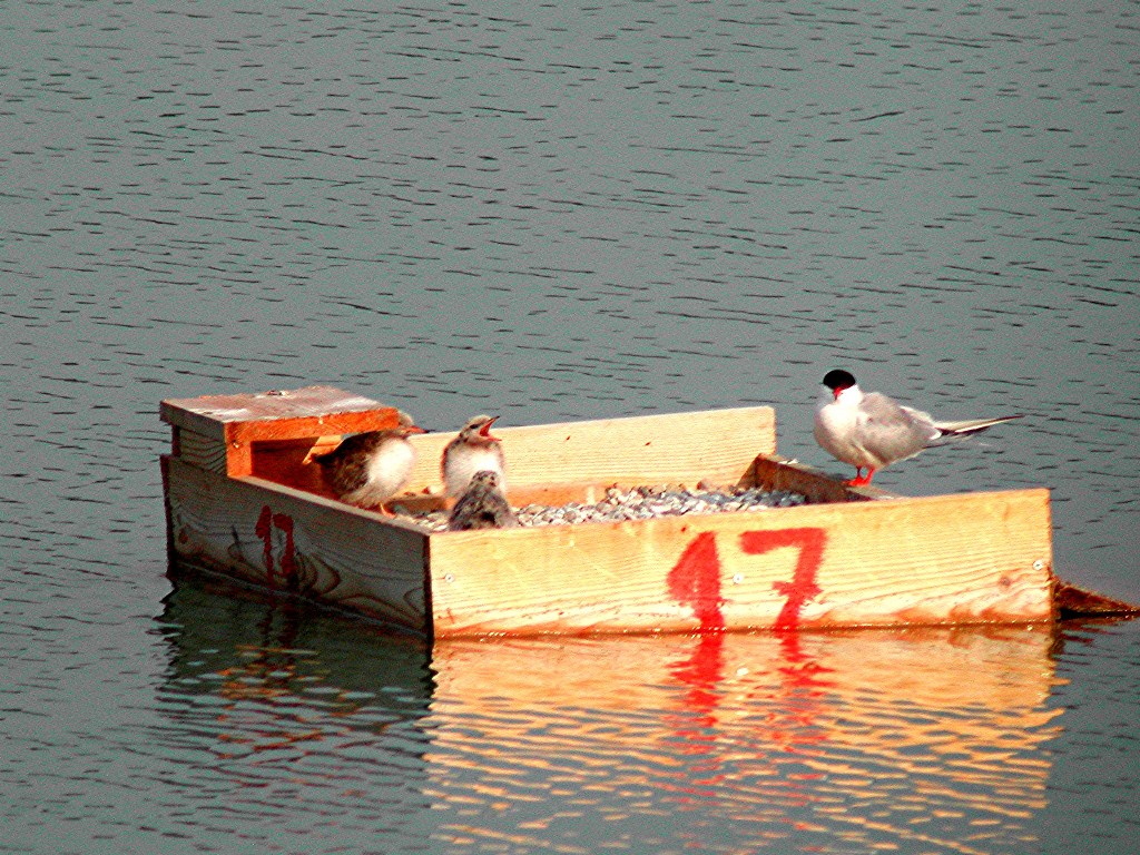 fotografia con cannocchiale